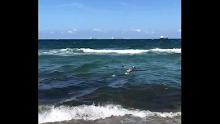 [MaXXX Loadz, Diving Into Ocean, Diving Into] Pelican Diving Into Ocean